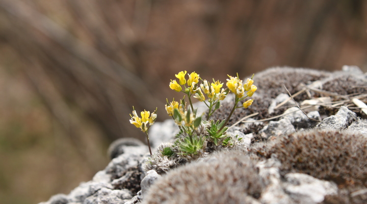 Pflanzen in den Bergen: der Alpenwundklee | © DAV/Steffen Reich