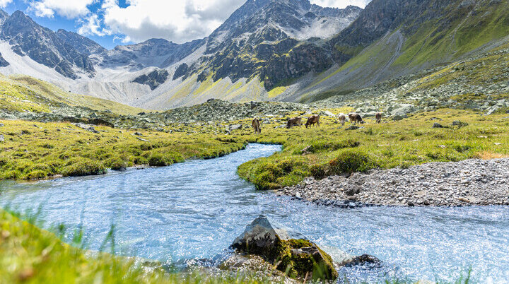 Blick in das grüne Platzertal im Sommer. Im Hintergrund grasen Kühe. | © DAV